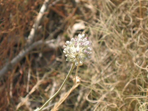 Sardinian Leek (Allium sardoum)