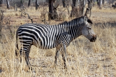 Equus quagga crawshayi
