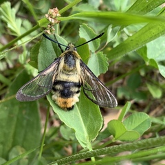 Hemaris tityus