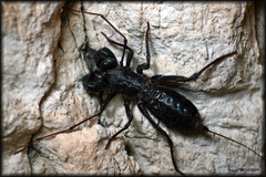 Mastigoproctus giganteus