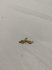 Eupithecia linariata