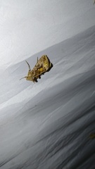 Autographa jota