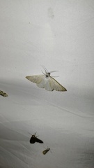Lithostege farinata
