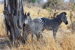 Equus quagga crawshayi