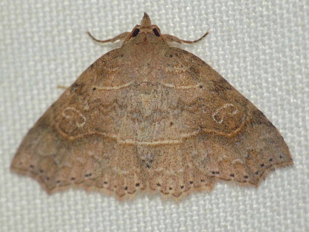 Tamba haemacta