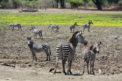 Equus quagga crawshayi