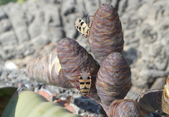 Probergrothius angolensis