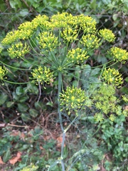 Foeniculum