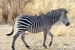 Equus quagga crawshayi