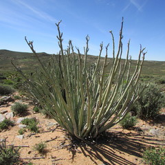 Euphorbia dregeana