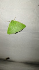 Thetidia smaragdaria
