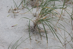 Elymus athericus