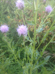 Cirsium arvense