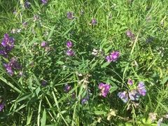 Lathyrus palustris