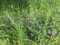 Lathyrus palustris