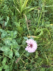 Trifolium pratense — photo 3