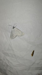 Lithostege farinata