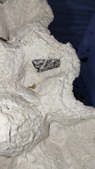 Lacanobia contigua