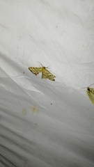 Heliomata glarearia