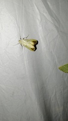 Evergestis extimalis