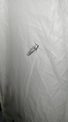 Myelois circumvoluta