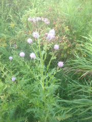Cirsium arvense