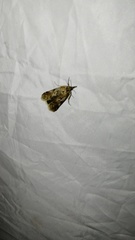 Hypochalcia propinquella