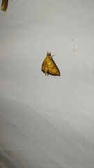 Ecpyrrhorrhoe rubiginalis