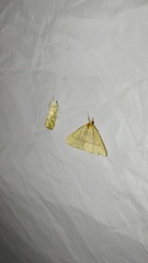 Argyrospila succinea