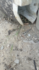 Poaceae