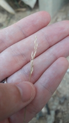 Poaceae