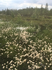 Eriophorum