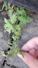 Parietaria judaica