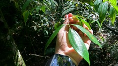 Cinnamomum subavenium