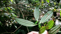 Cinnamomum subavenium