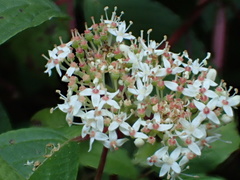 Cornus sericea occidentalis