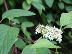 Cornus sericea occidentalis