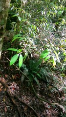 Cinnamomum subavenium