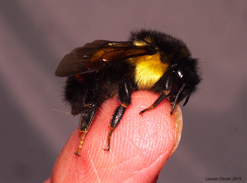 Mesoamerican Bumble Bee