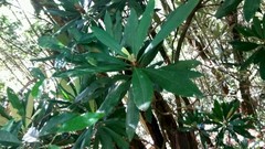Rhododendron formosanum