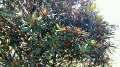 Rhododendron formosanum
