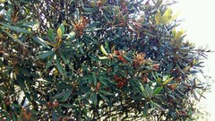 Rhododendron formosanum