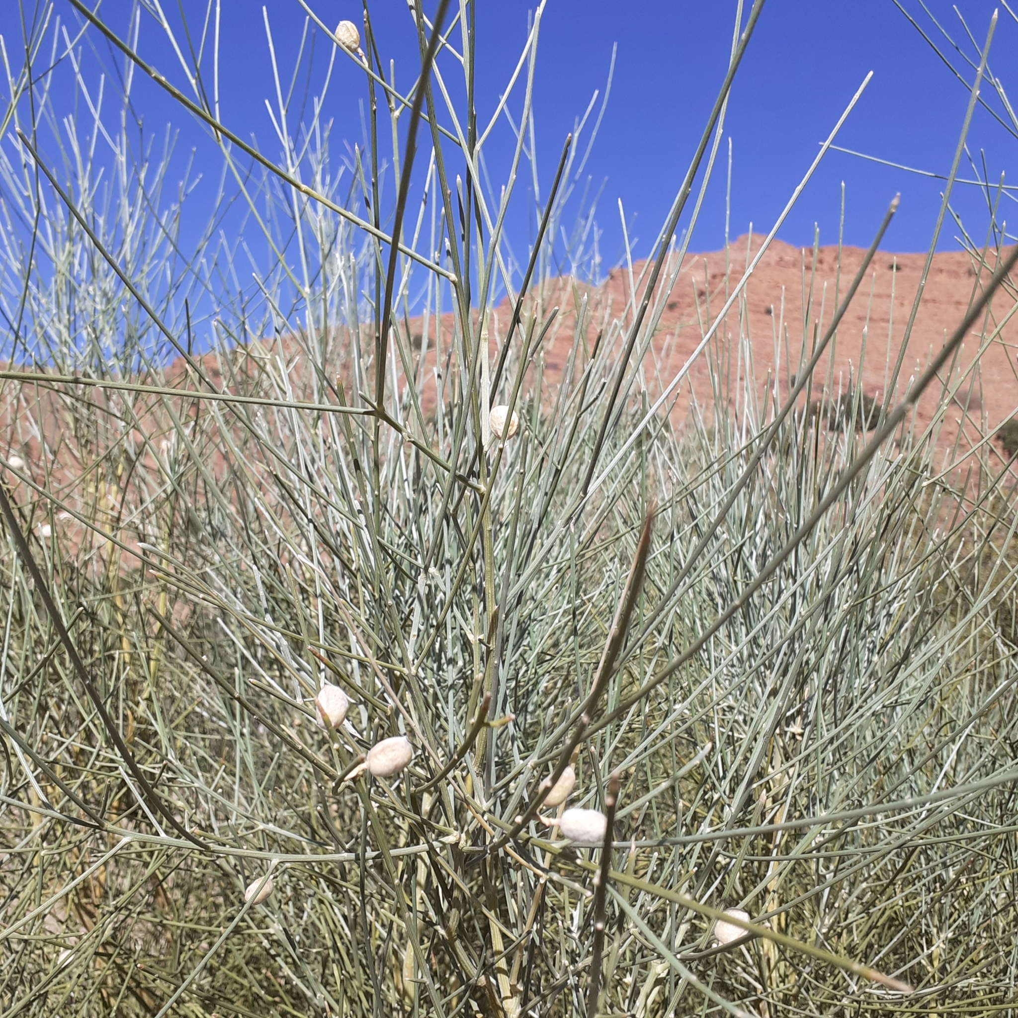 Retama dasycarpa