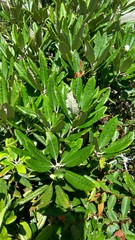Rhododendron formosanum