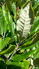 Rhododendron formosanum