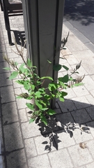 Amaranthus