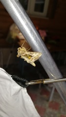 Autographa jota