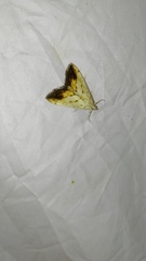 Evergestis extimalis