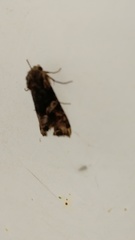 Lacanobia contigua