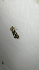 Lacanobia contigua